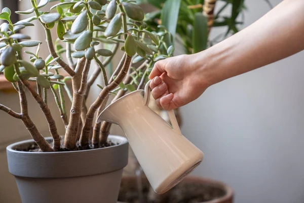 A woman watering a jade plant with a white pitcher indoors