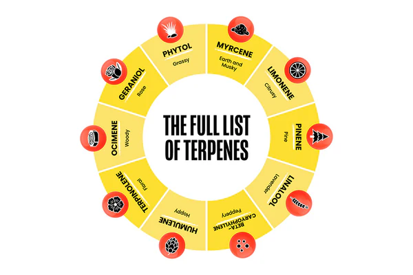 An infographic showing the list of terpenes in the cannabis plant