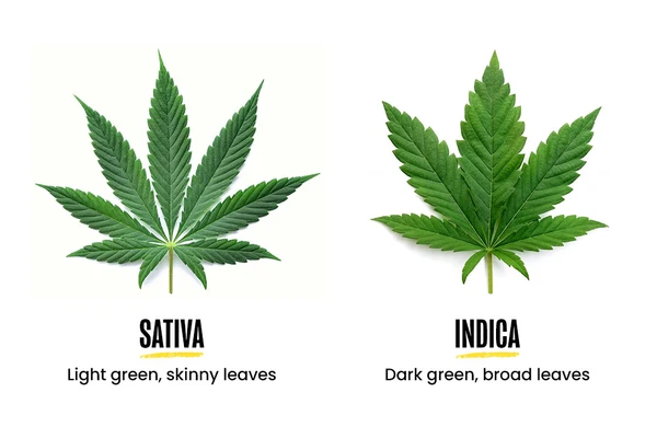 A sativa leaf and indica leaf side-by-side for a comparison