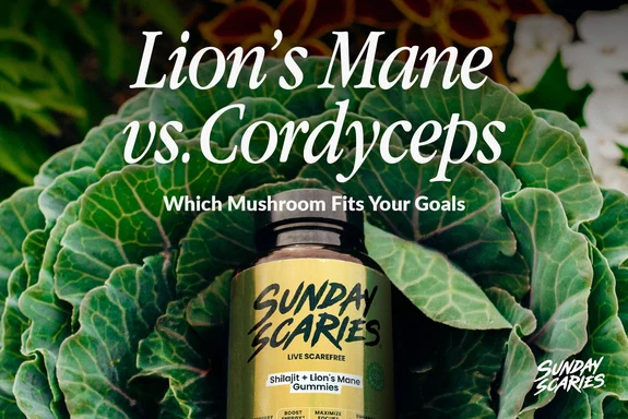 Lion’s Mane vs Cordyceps