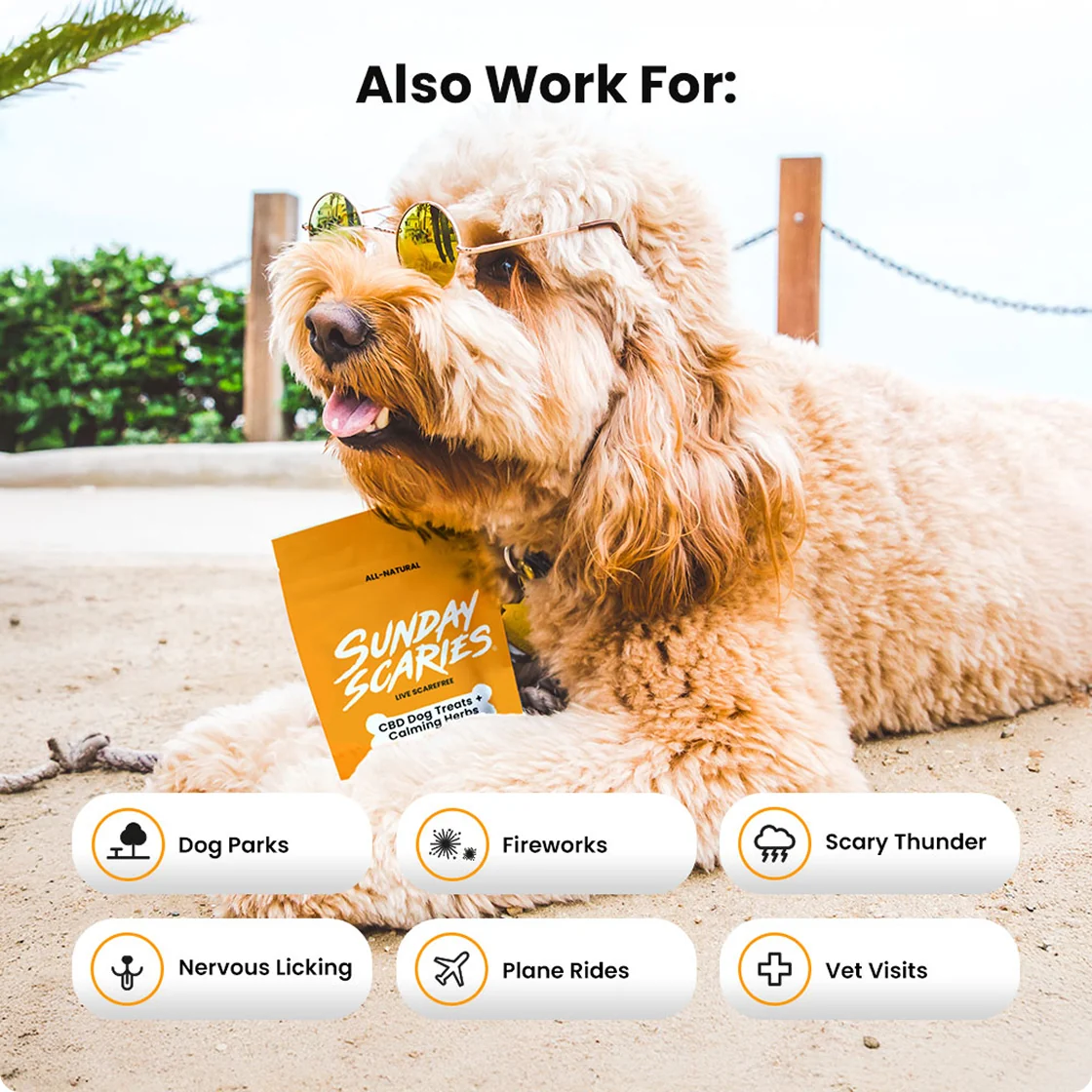 A dog with sunglasses on at the beach holds a Sunday Scaries calming dog treat pouch with icons showing what they're used for.